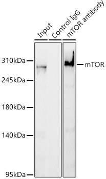 mTOR antibody