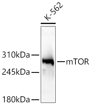 mTOR antibody