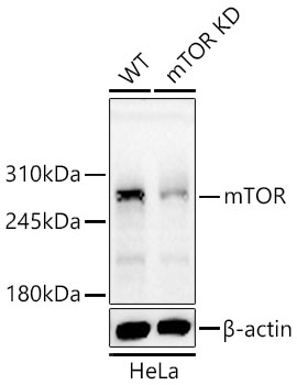 mTOR antibody