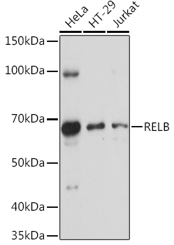 RelB antibody