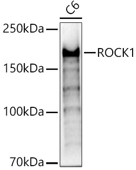 ROCK1 antibody