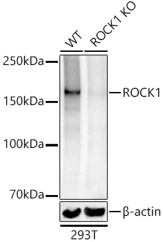 ROCK1 antibody