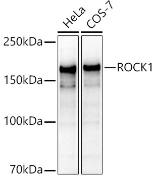 ROCK1 antibody