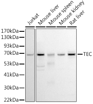 Tec antibody