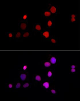 TMPO antibody