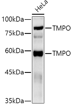 TMPO antibody