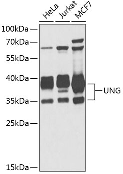 UNG antibody