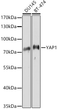 YAP antibody