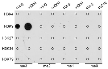 TriMethyl-Histone H3-K9 antibody