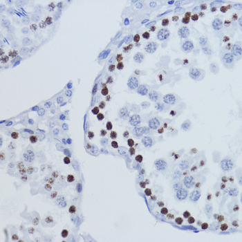 TriMethyl-Histone H3-K9 antibody