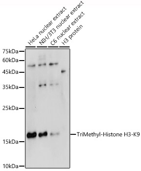 TriMethyl-Histone H3-K9 antibody