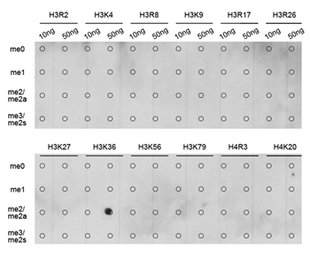 DiMethyl-Histone H3-K36 antibody