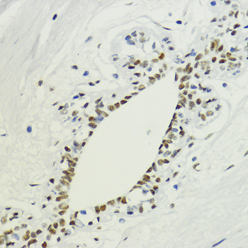 DiMethyl-Histone H3-K36 antibody