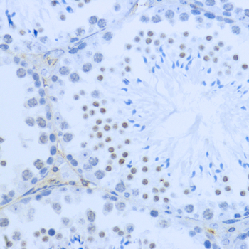 DiMethyl-Histone H3-K36 antibody