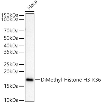 DiMethyl-Histone H3-K36 antibody