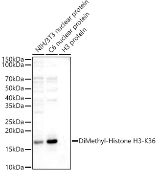 DiMethyl-Histone H3-K36 antibody