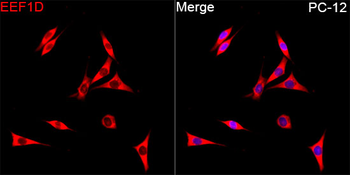 EEF1D antibody