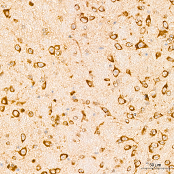 EEF1D antibody