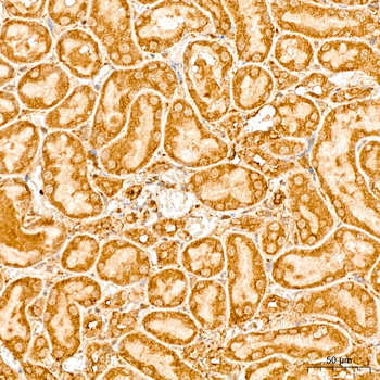 EEF1D antibody