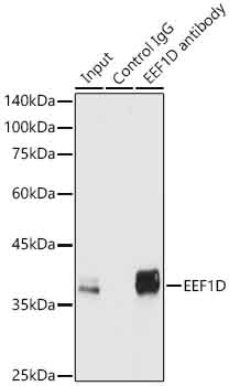 EEF1D antibody