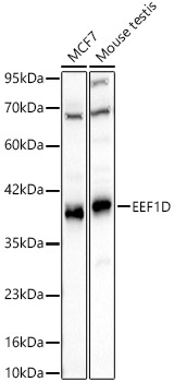 EEF1D antibody