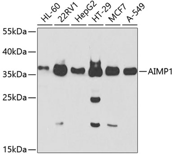 AIMP1 antibody