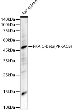 PRKACB antibody