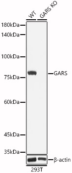 GARS antibody