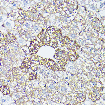 GLUL antibody