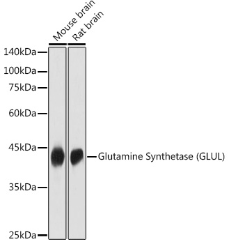 GLUL antibody