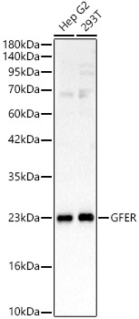 GFER antibody