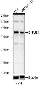 DNAJB1 antibody