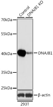 DNAJB1 antibody