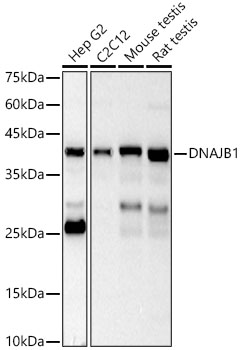 DNAJB1 antibody