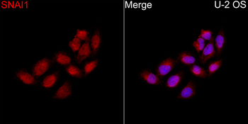 SNAI1 antibody