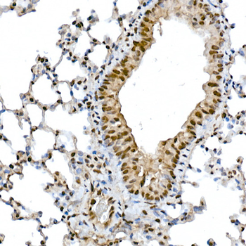 SNAI1 antibody