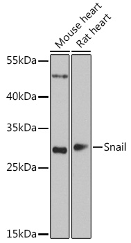 SNAI1 antibody