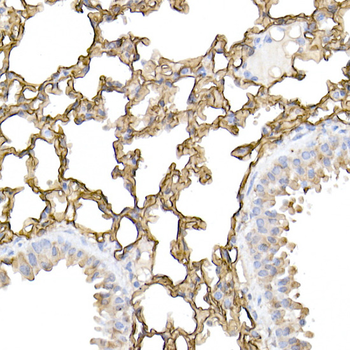 ICAM1 antibody