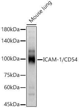 ICAM1 antibody