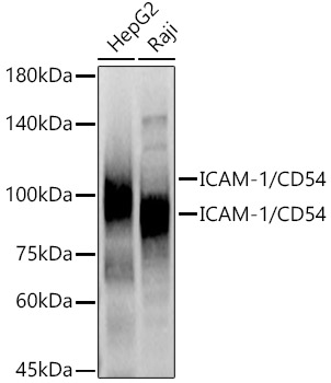 ICAM1 antibody