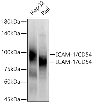 ICAM1 antibody