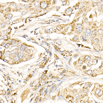 LC3 antibody