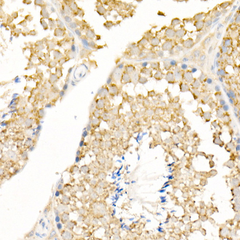 LC3 antibody