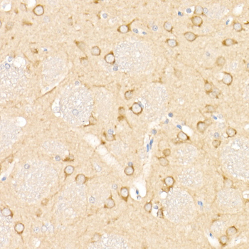 LC3 antibody