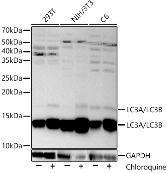 LC3 antibody