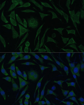 PGRMC1 antibody