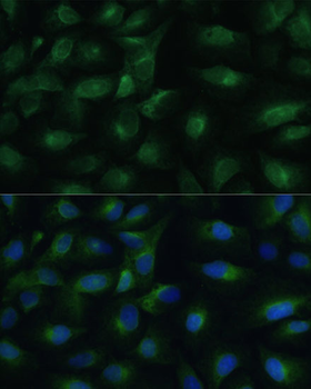 PGRMC1 antibody