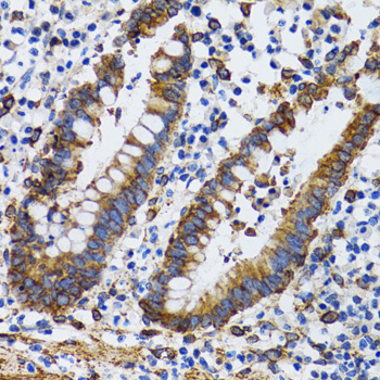 PGRMC1 antibody