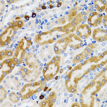 PGRMC1 antibody