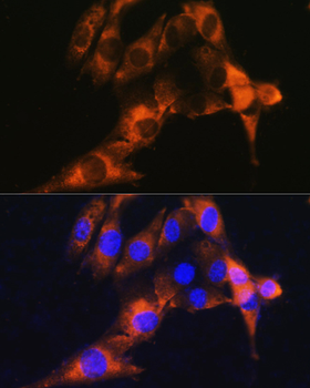 CD13 antibody